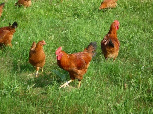 Free range chickens